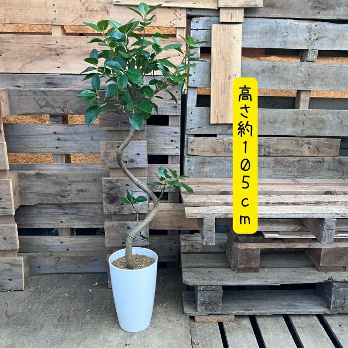 観葉植物現品販売