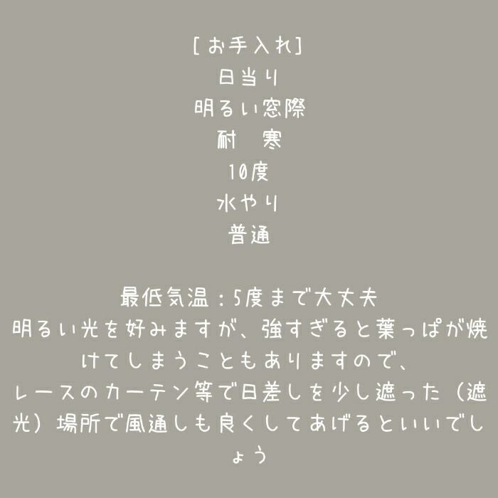 観葉植物現品販売