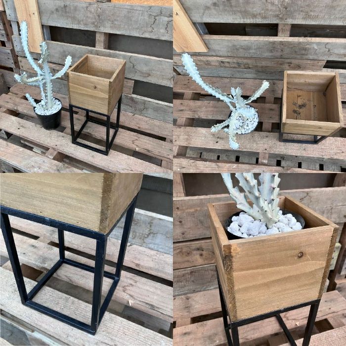 観葉植物現品販売