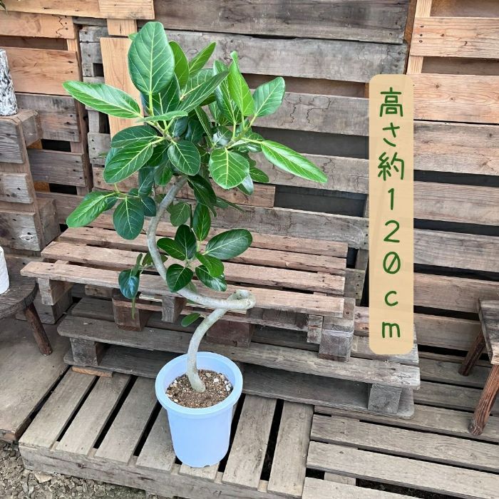 観葉植物現品販売