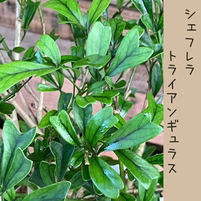 観葉植物現品販売