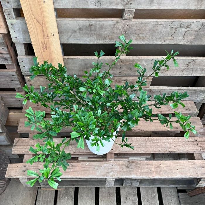 観葉植物現品販売