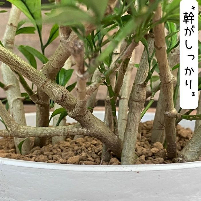 観葉植物現品販売