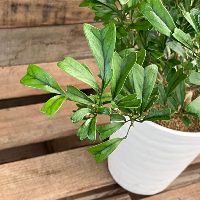 観葉植物現品販売