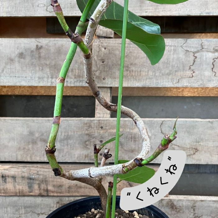 観葉植物現品販売