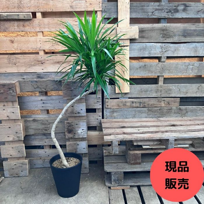 観葉植物 【現品】 曲がった ドラセナ・ナビー 1点もの 大型 120cm