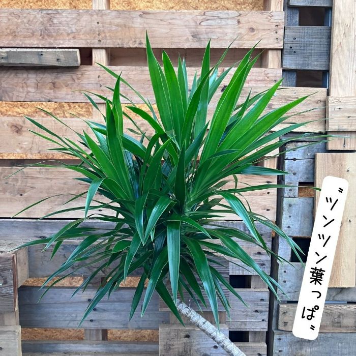 観葉植物現品販売