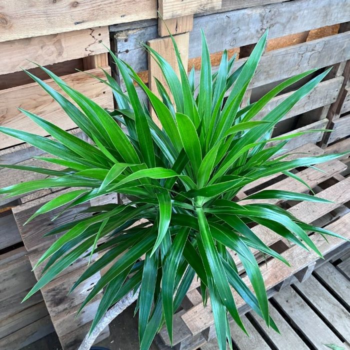 観葉植物現品販売