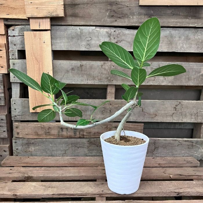 観葉植物現品販売