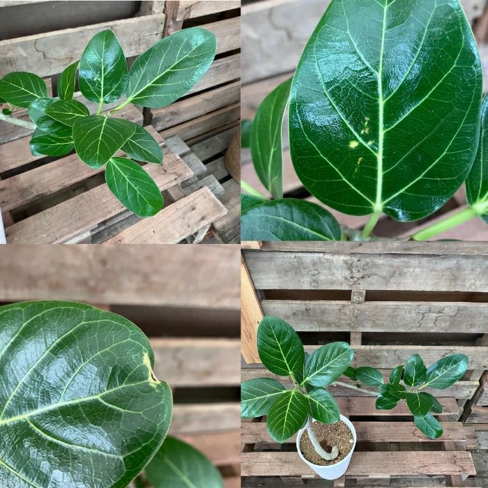 観葉植物現品販売