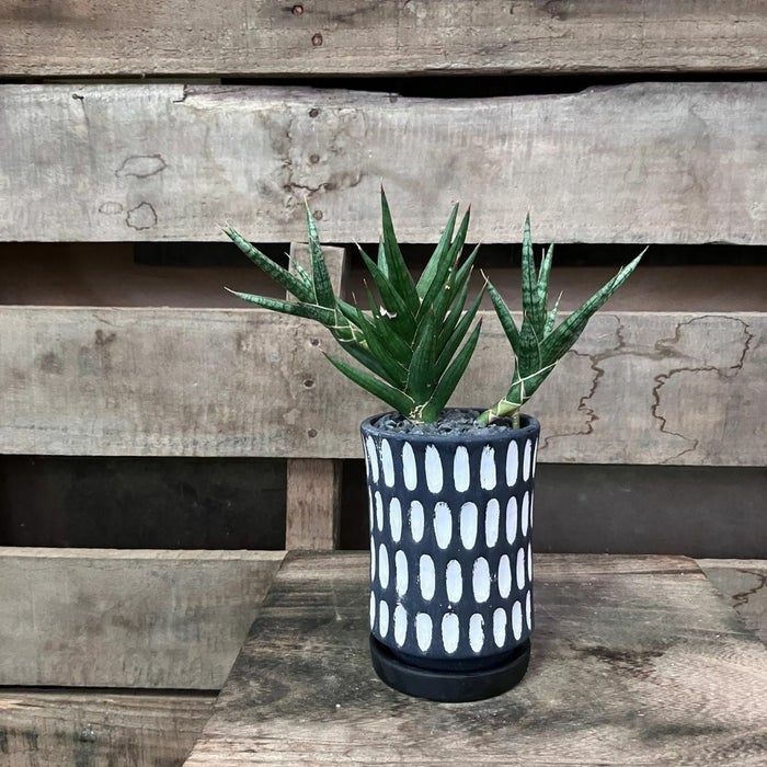 観葉植物現品販売