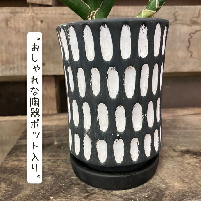 観葉植物現品販売