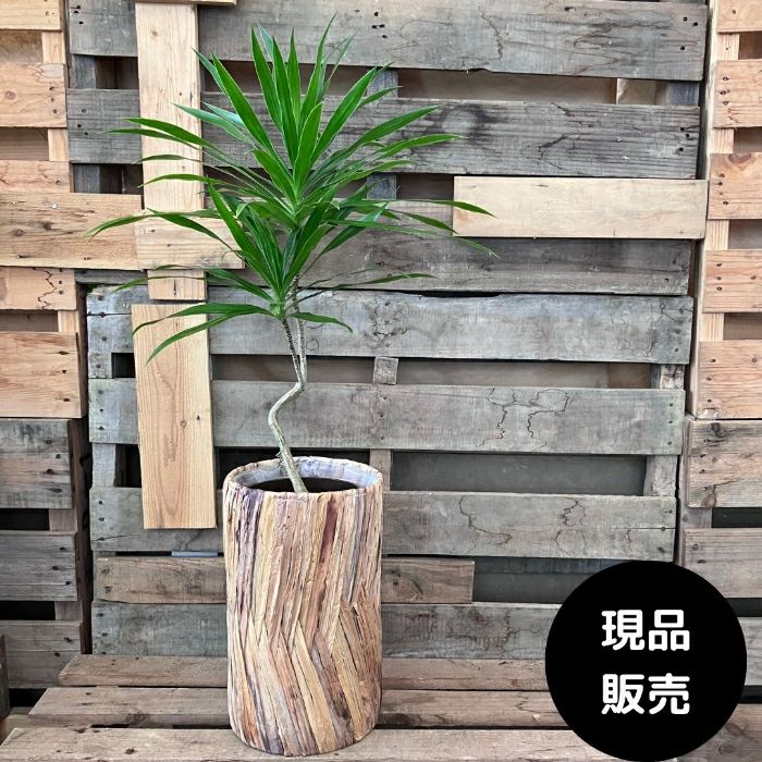 観葉植物 【現品】 ドラセナ・ナビー おしゃれなバスケット入り 000932