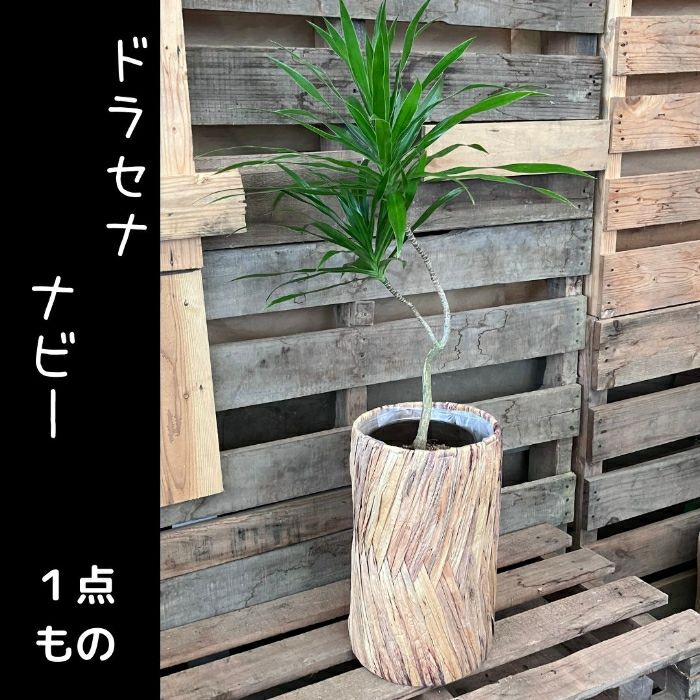 観葉植物現品販売