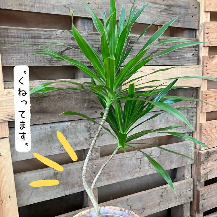観葉植物現品販売