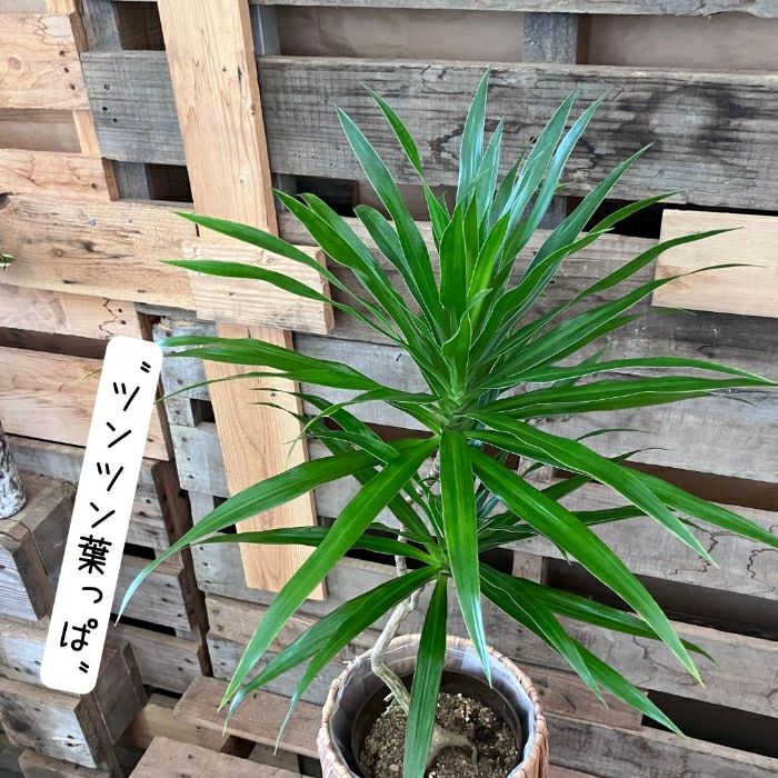 観葉植物現品販売