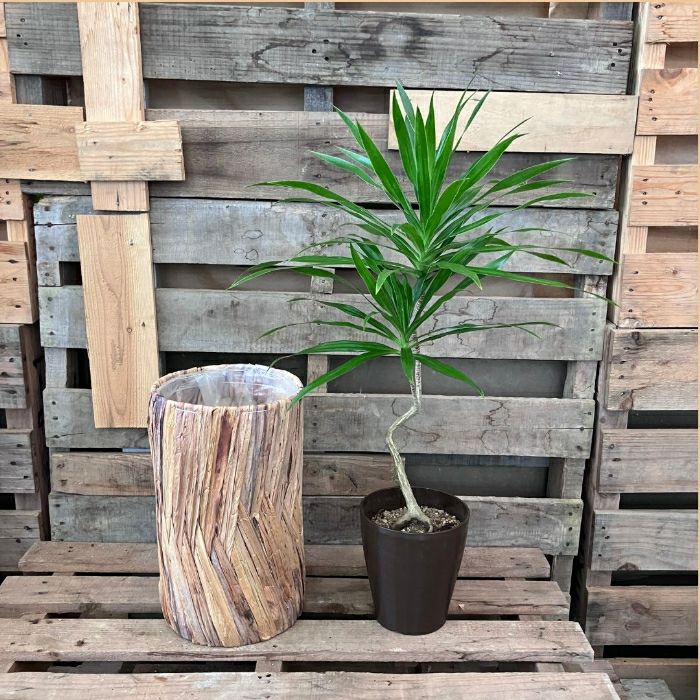 観葉植物現品販売