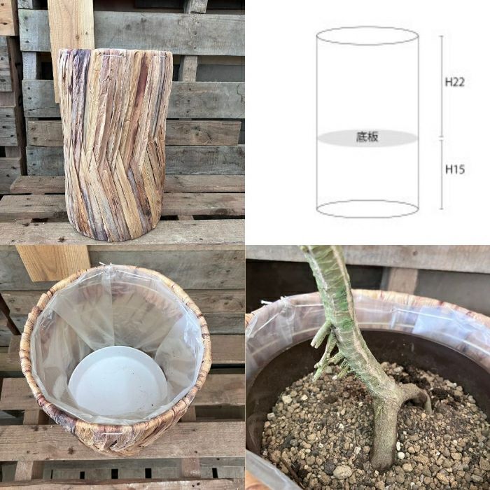 観葉植物現品販売