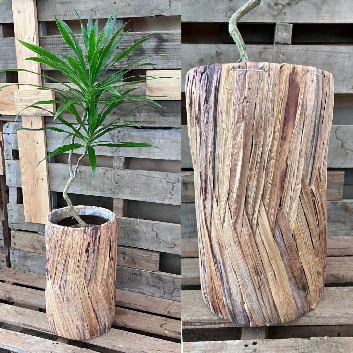 観葉植物現品販売