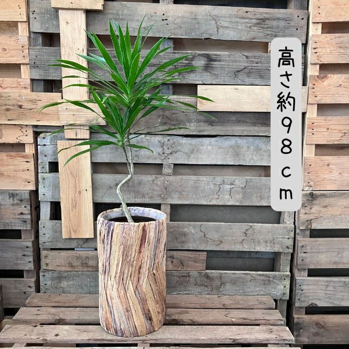 観葉植物現品販売
