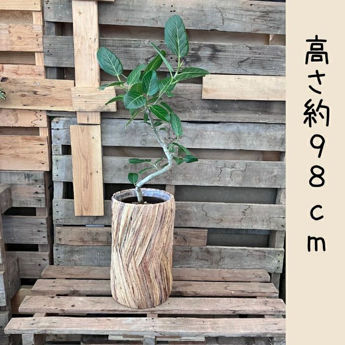 観葉植物現品販売