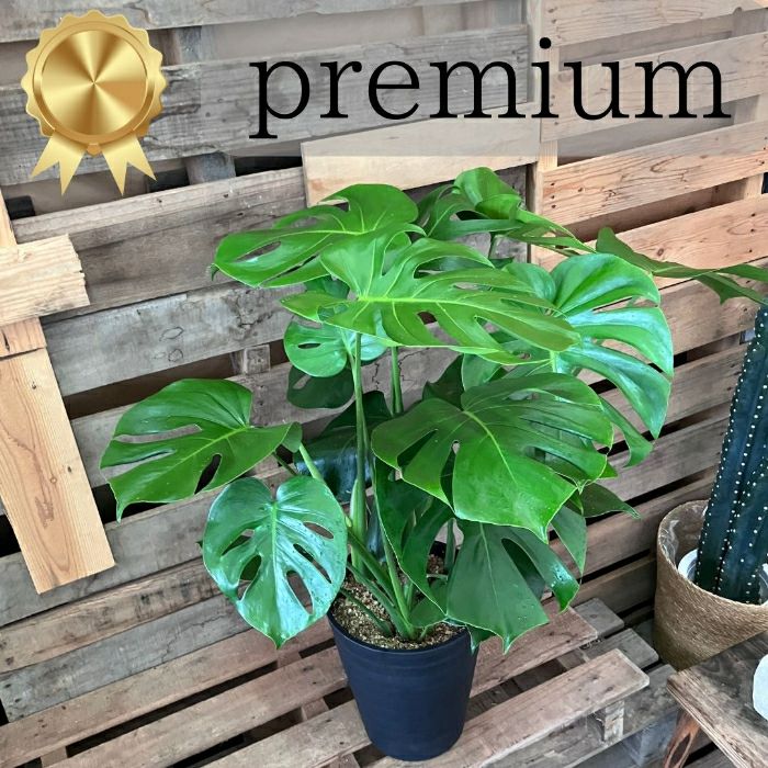 観葉植物 【現品】 プレミアムなモンステラ 8号サイズ 000937