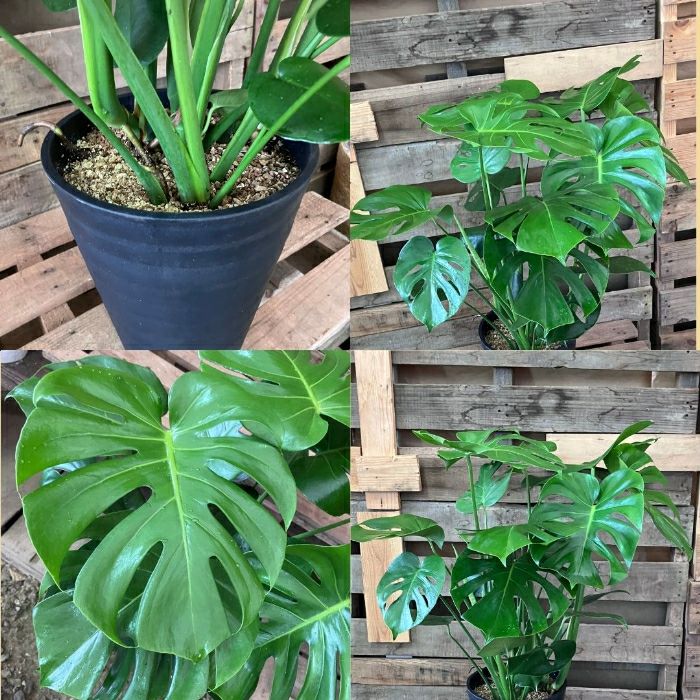 観葉植物現品販売