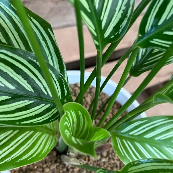 観葉植物現品販売