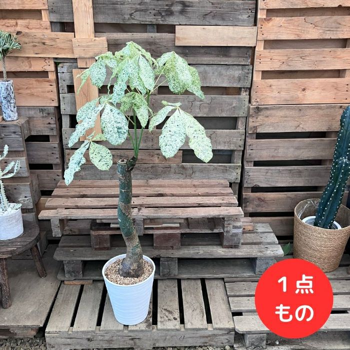 観葉植物 【現品】激レア 斑入りパキラ ミルキーウェイ 新品 000939