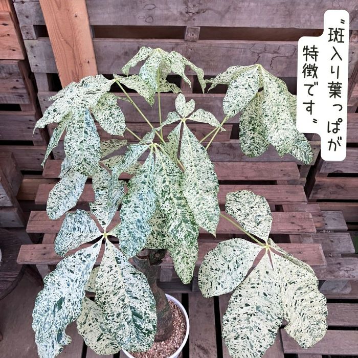 観葉植物現品販売