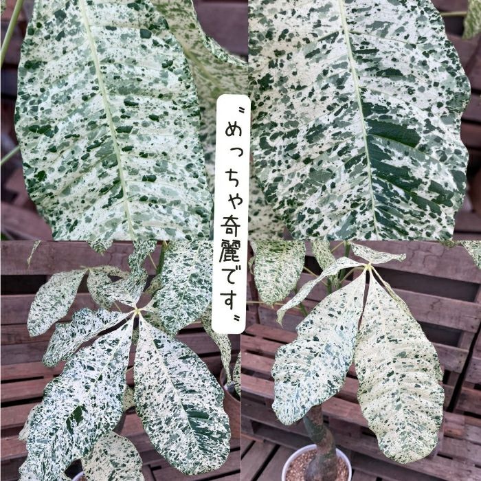 観葉植物現品販売