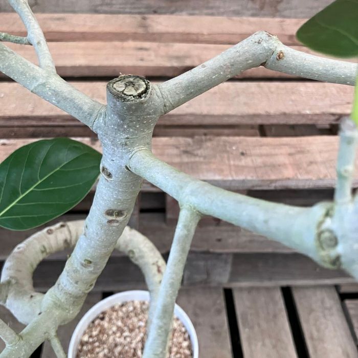 観葉植物現品販売