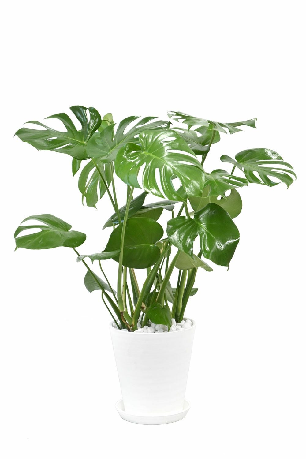 モンステラ 8号 セラアート鉢 観葉植物 本物