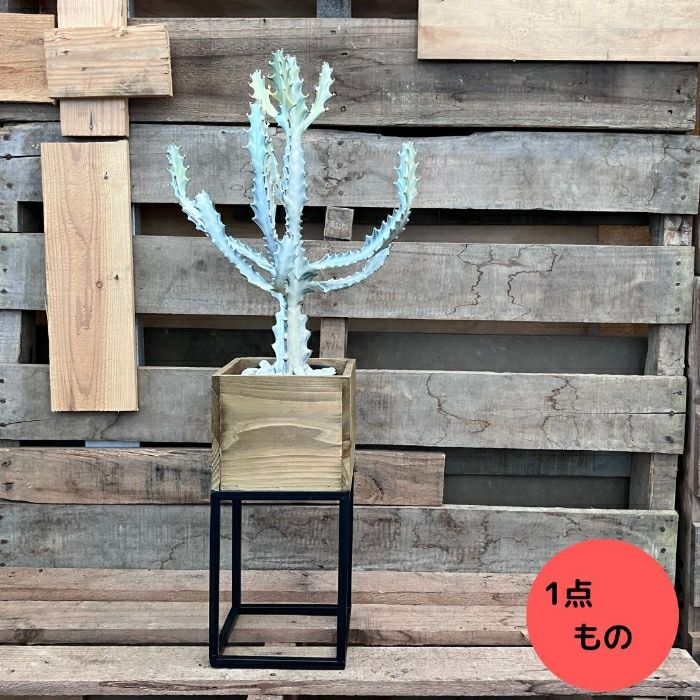 観葉植物現品販売