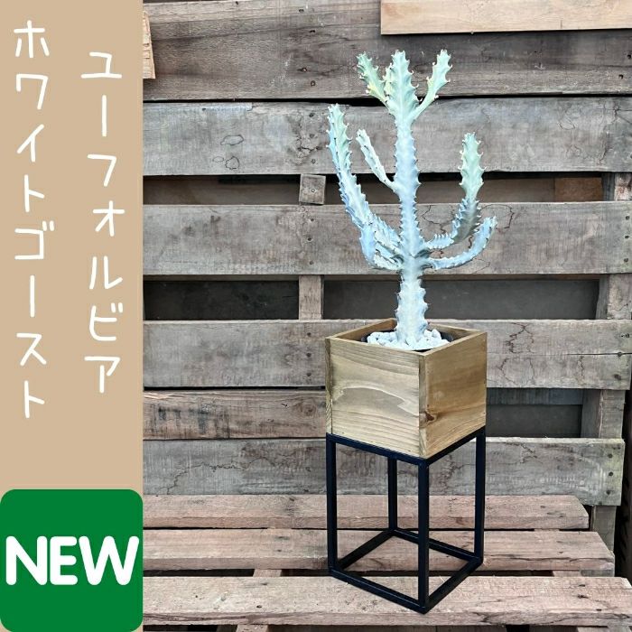 観葉植物現品販売