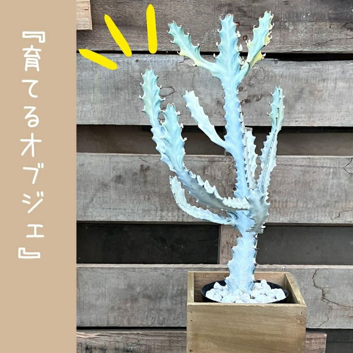 観葉植物現品販売