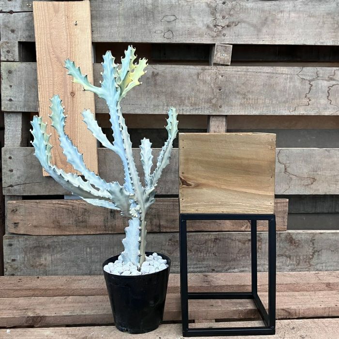 観葉植物現品販売