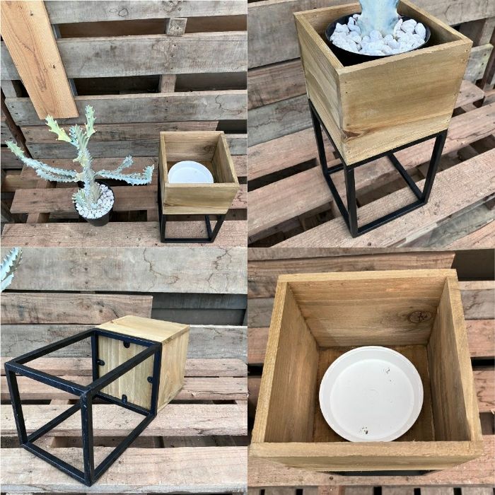 観葉植物現品販売