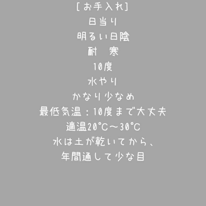 観葉植物現品販売