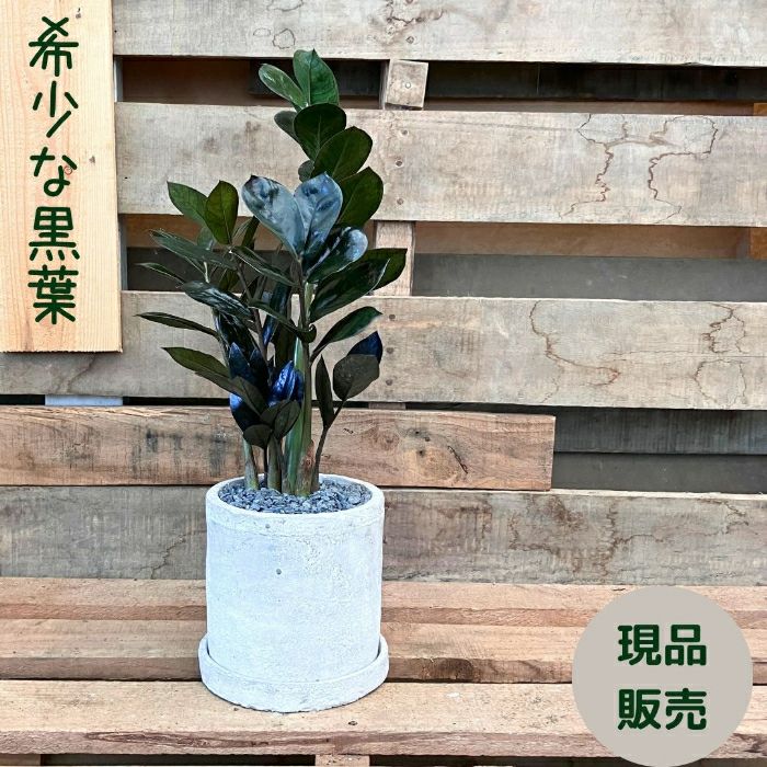 観葉植物現品販売