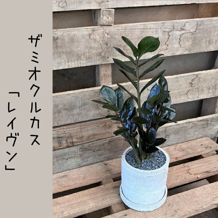観葉植物現品販売