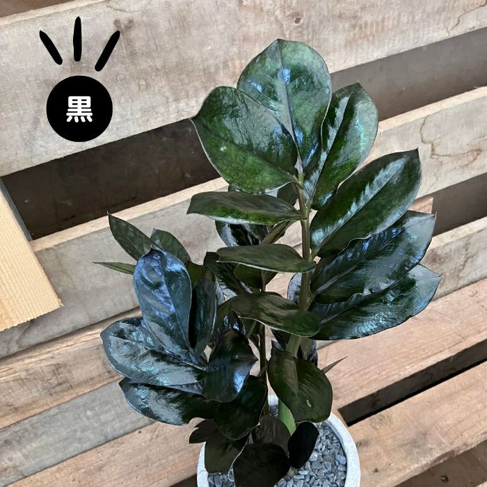 観葉植物現品販売