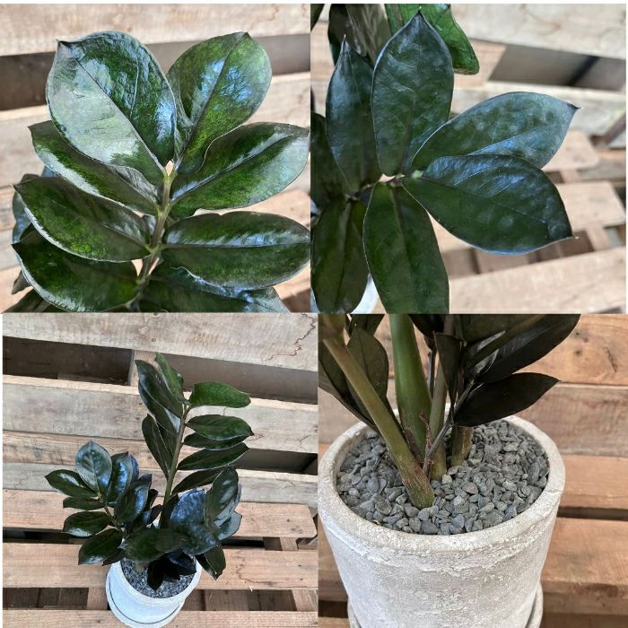 観葉植物現品販売