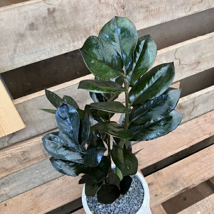 観葉植物現品販売