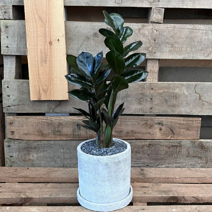 観葉植物現品販売