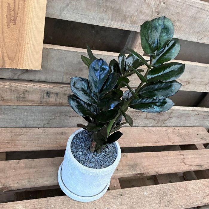 観葉植物現品販売