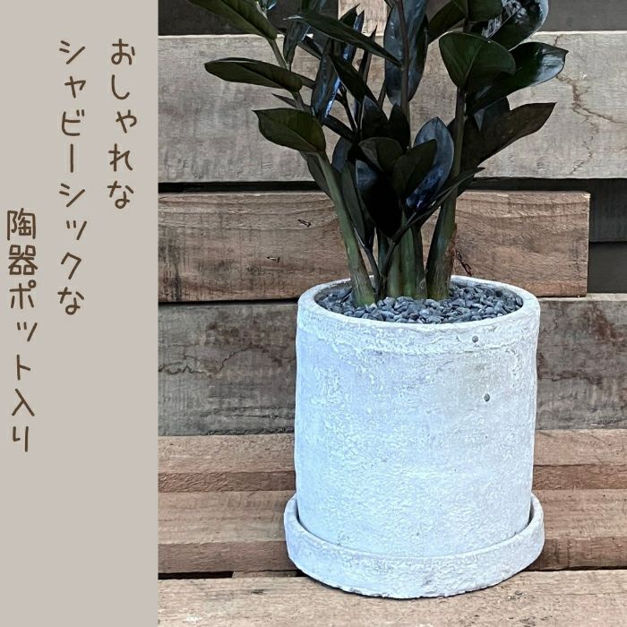 観葉植物現品販売