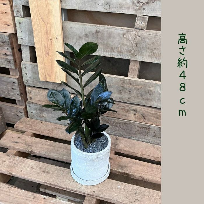 観葉植物現品販売