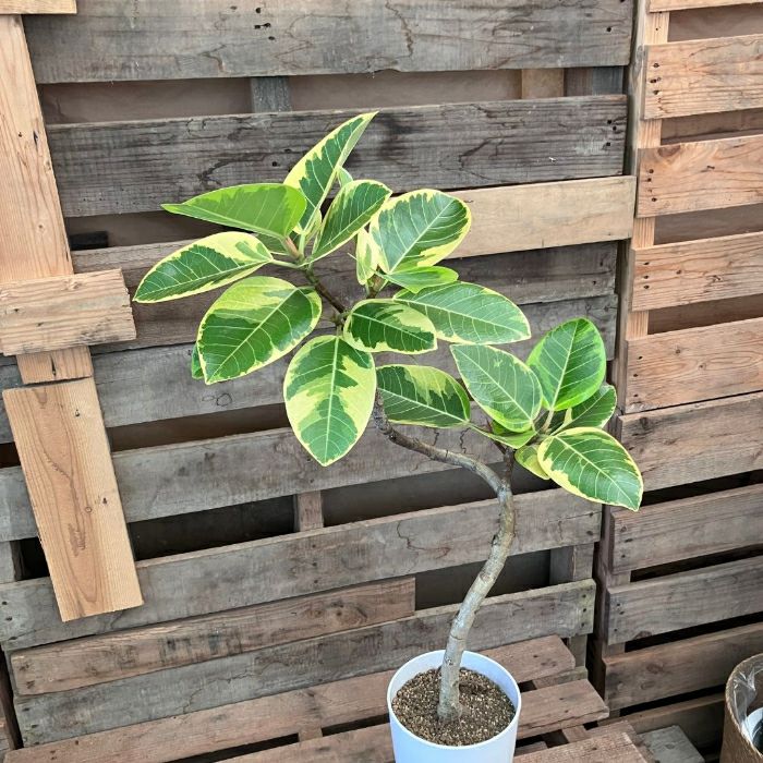 観葉植物現品販売