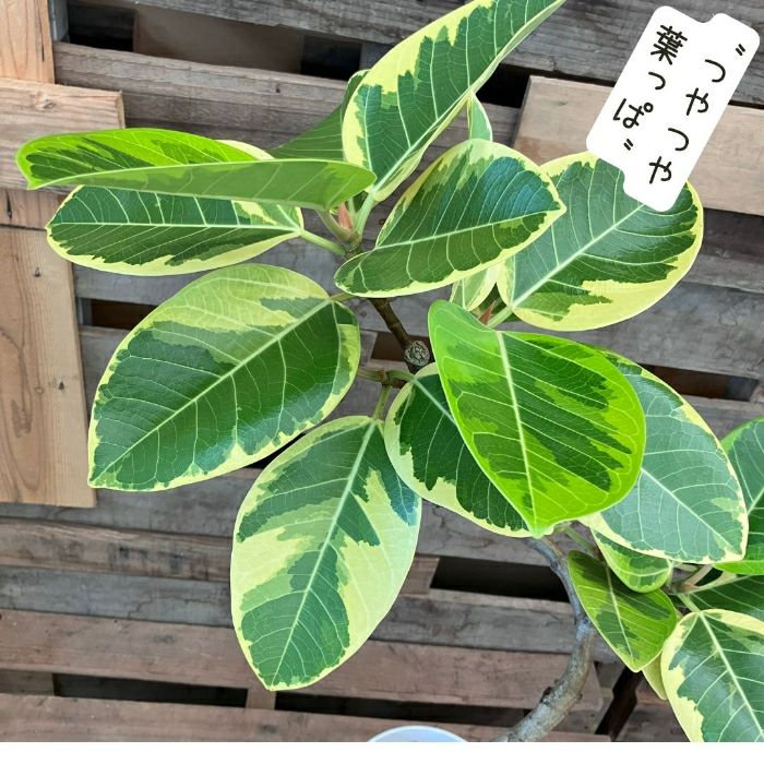 観葉植物現品販売